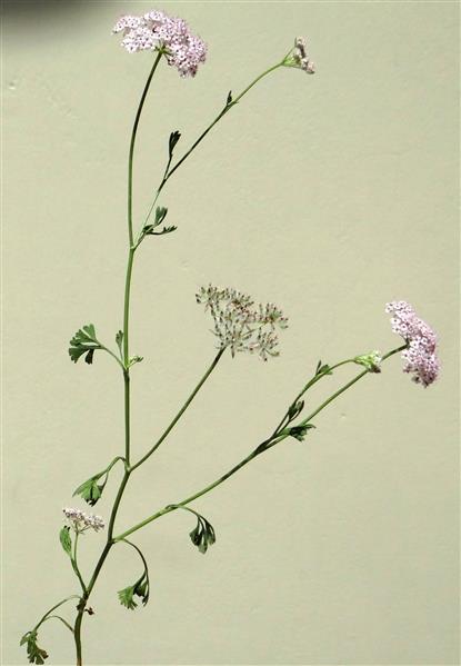 Psammogeton canescens